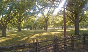 berry-springs-pecan-grove